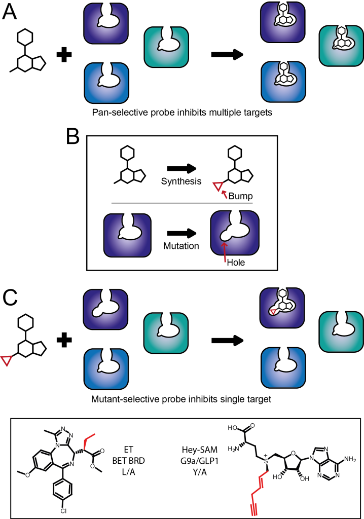 Figure 3. Selective target inhibition via bump-and-hole
