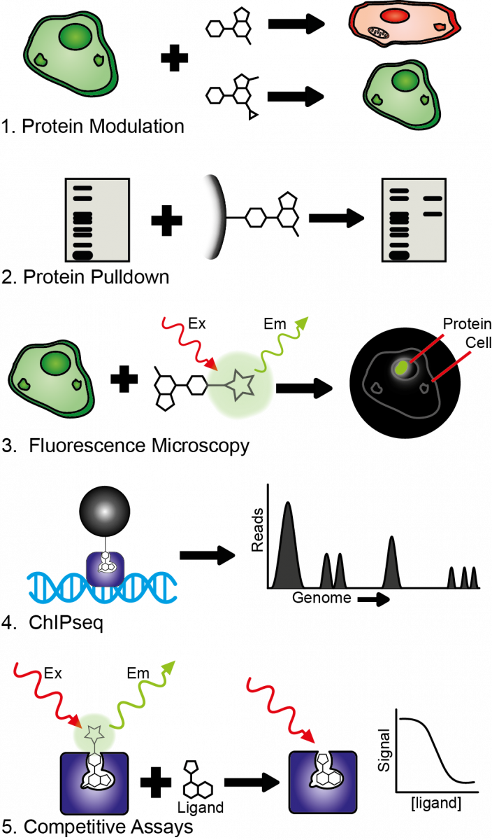 Figure 2. Chemical probes as chemical tools.