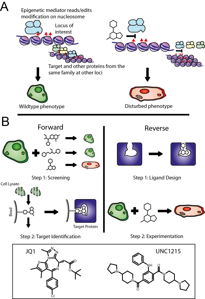 Figure 1. Chemical genetics, and its use in epigenetics