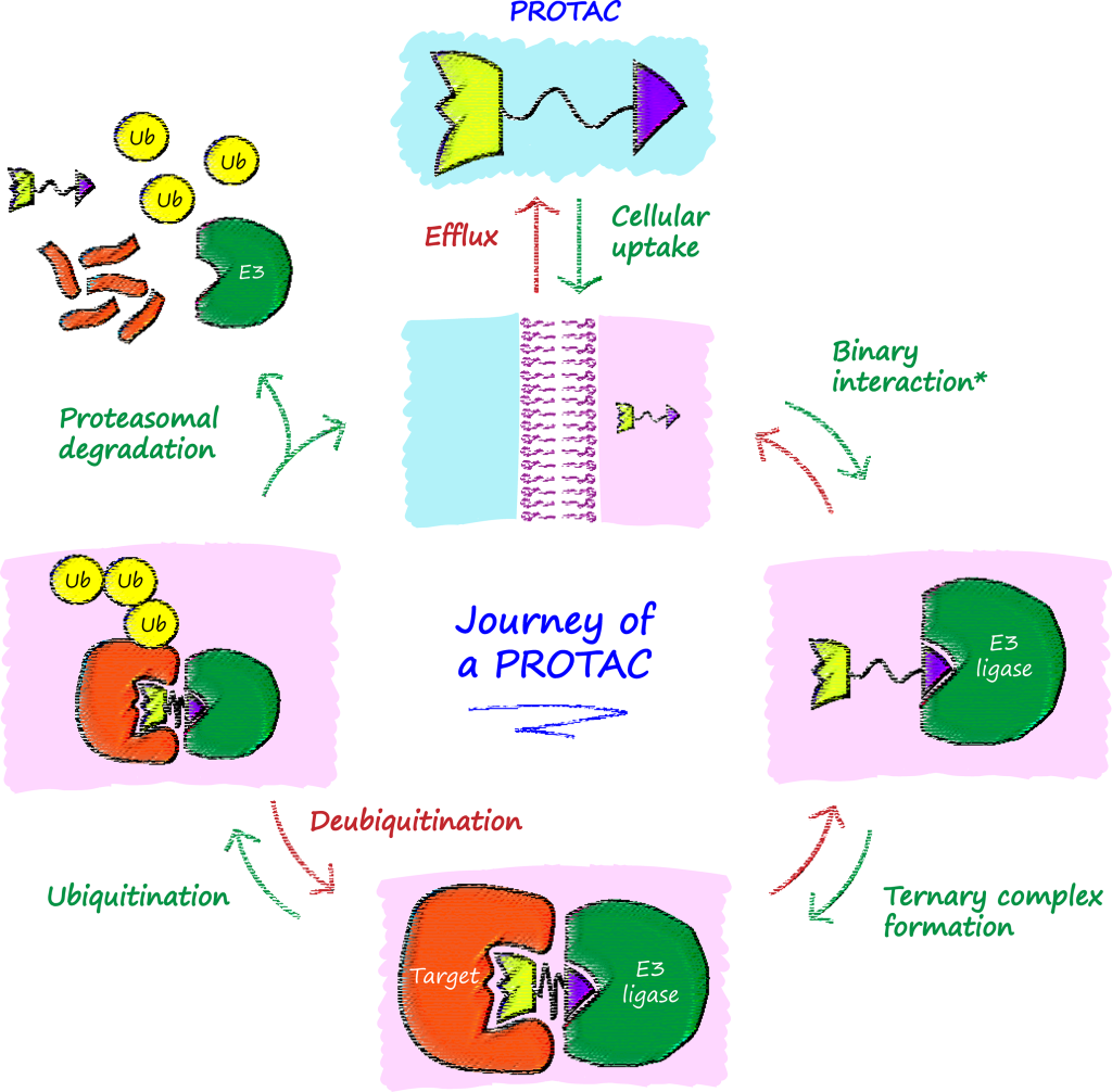 Figure 1. The Journey of a PROTAC. Cartoon depiction of the journey of a PROTAC molecule, starting with entry into the cell and resulting in degradation of a protein target. Once complete, the PROTAC is free to repeat the cycle. *The binary interaction step can occur with either E3 ligase or protein target