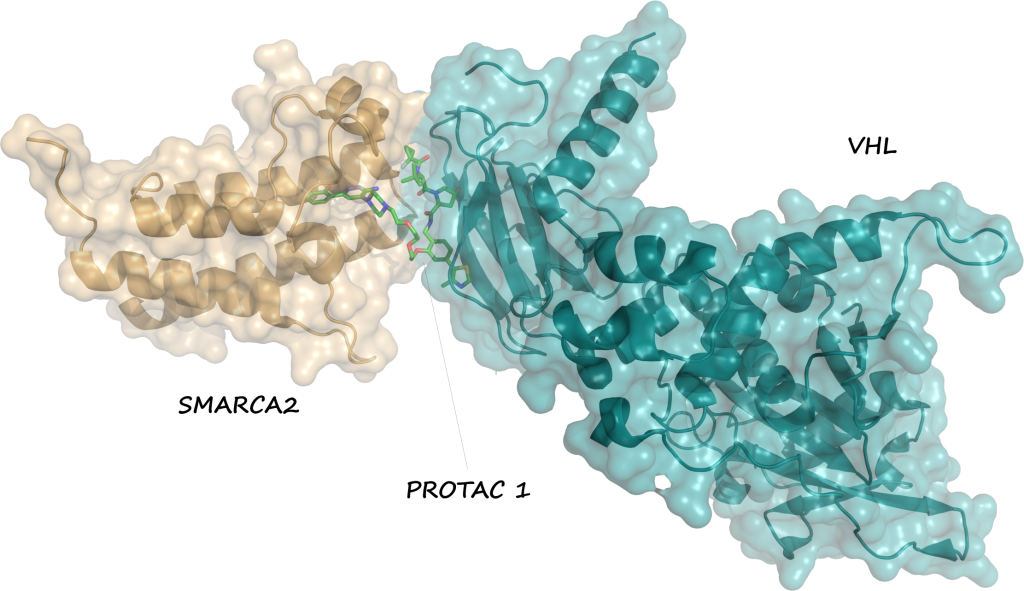 Figure 2. Example of a ternary complex. X-ray crystal structure of PROTAC 1 (green) bound in a ternary complex with the bromodomain of its protein target SMARCA2 (pale orange) and the E3 ligase VHL (teal)