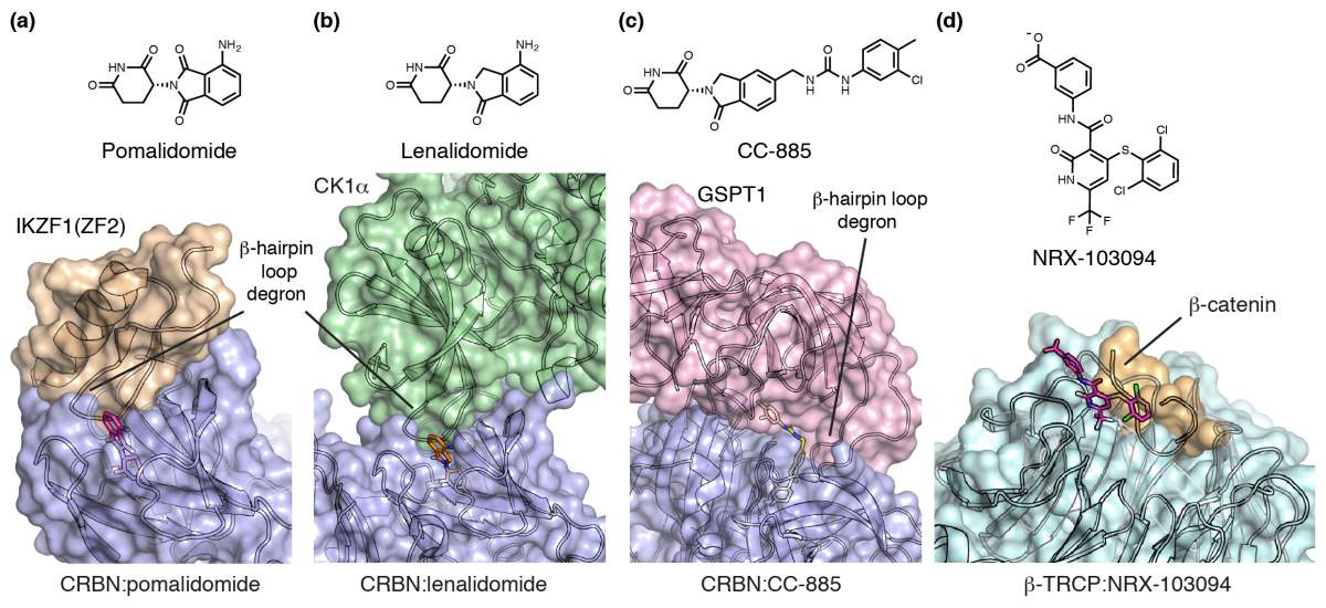 Figure 2. Molecular glues of E3 ubiquitin ligases
