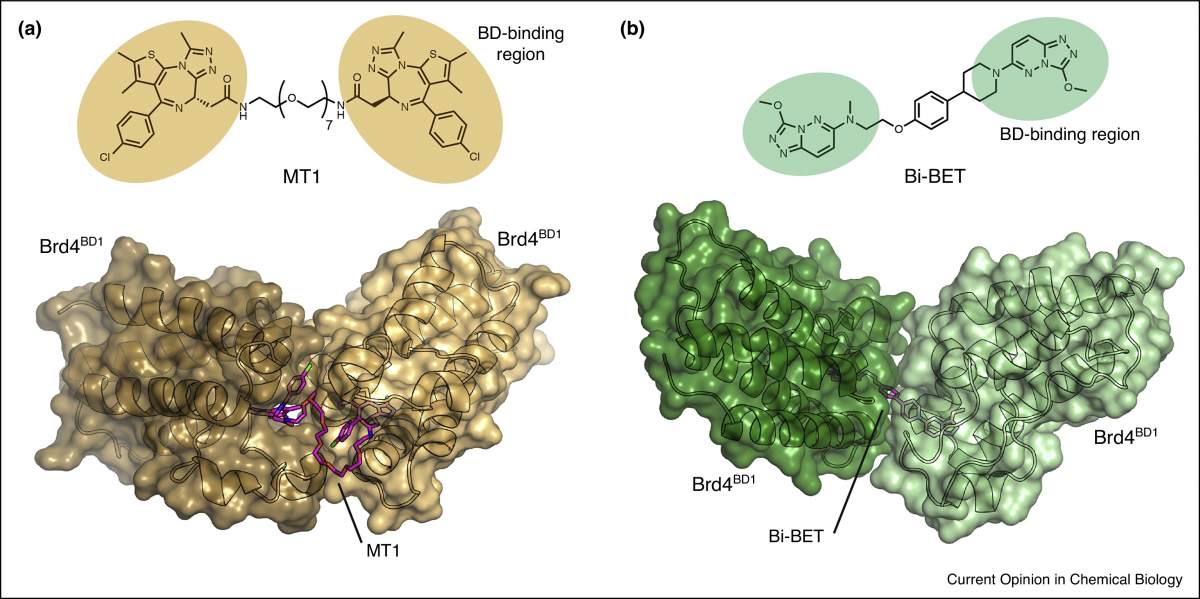 Figure 3. Bivalent BET inhibitors