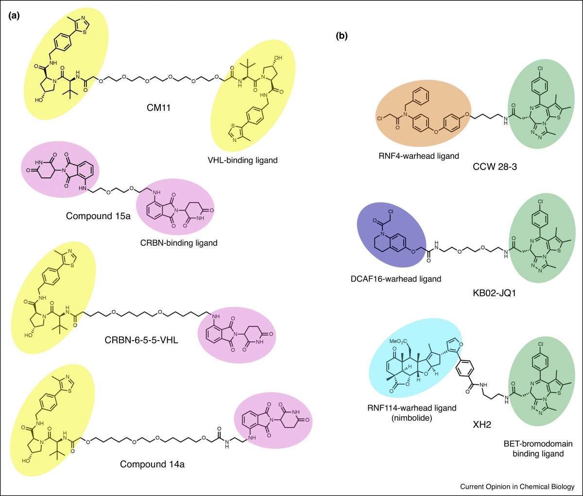 Figure 5. Unconventional targeting of E3 ubiquitin ligases with bifunctional molecules