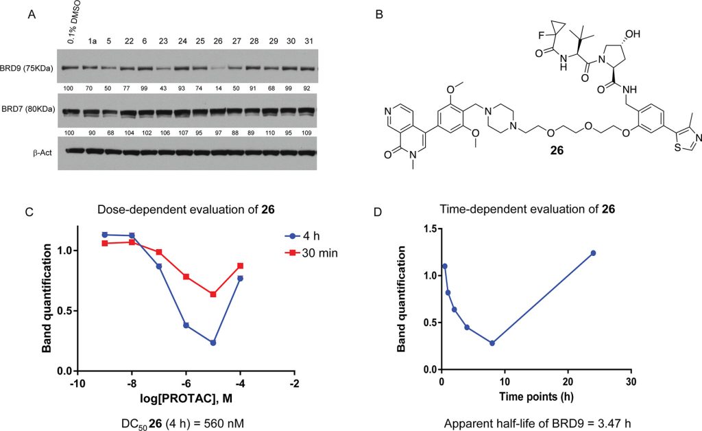 Figure 5. Compound 26 induces rapid and profound depletion of BRD9 in cells