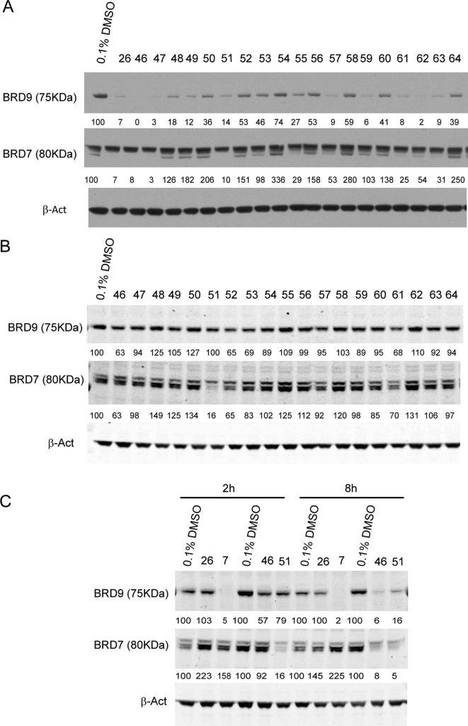 Figure 7. Screening of third generation of degraders