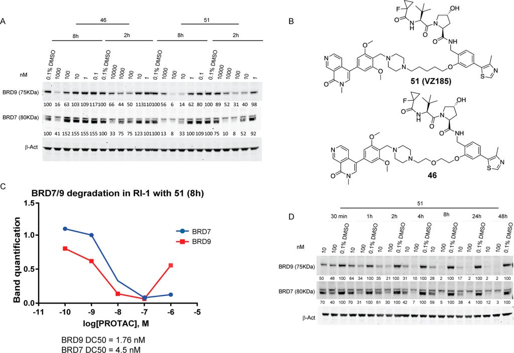 Figure 8. VZ185 induces strong and rapid degradation in a time- and dose-dependent manner.