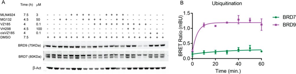 Figure 9. Quantitative live-cell kinetics of VZ185 induced degradation of BRD7 and BRD9