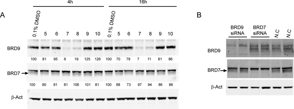 Figure 2. Screening of first generation of degraders.