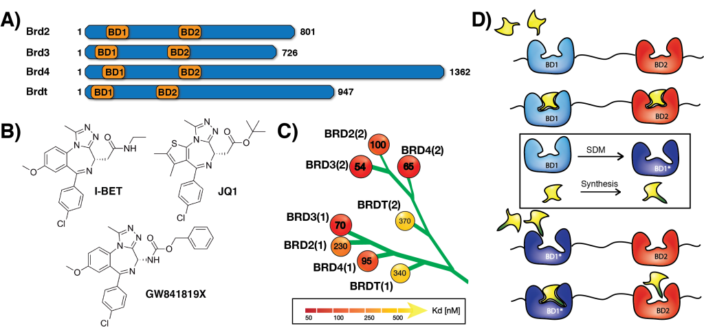 Figure 1. BET bromodomains, pan-selective inhibitors and bump-and-hole approach