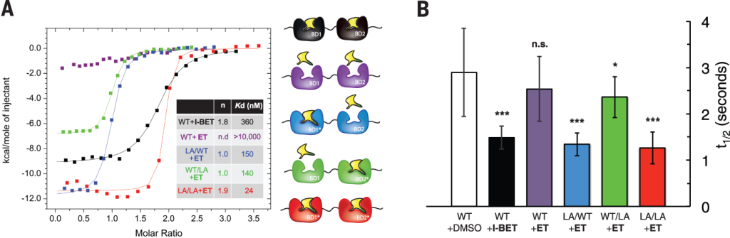 Figure 4. ET is highly selective for Leu/Ala BET bromodomains in vitro and in cells