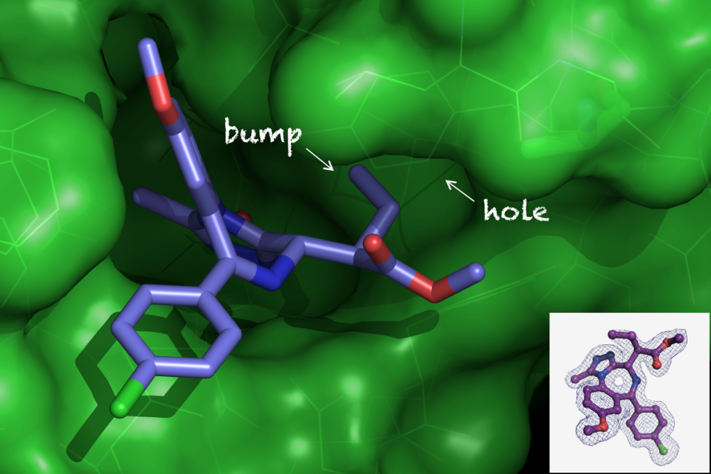 Bump-and-hole tailored selectivity of JQ1/I-BET