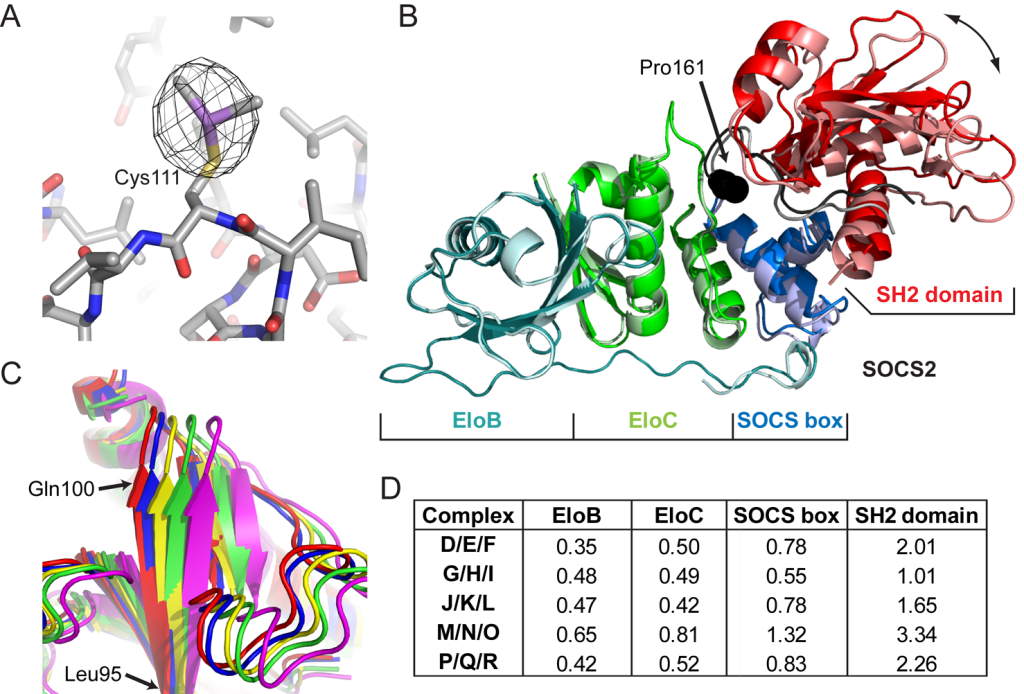 Fig 3. The structure of DMSO-treated SOCS2:EloC:EloB.