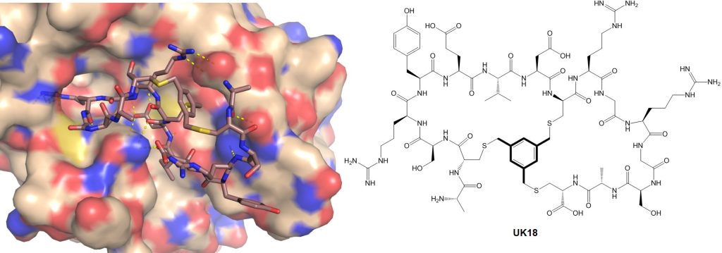 Figure 3. Binding mode and interactions of bicyclic peptides at protein surfaces