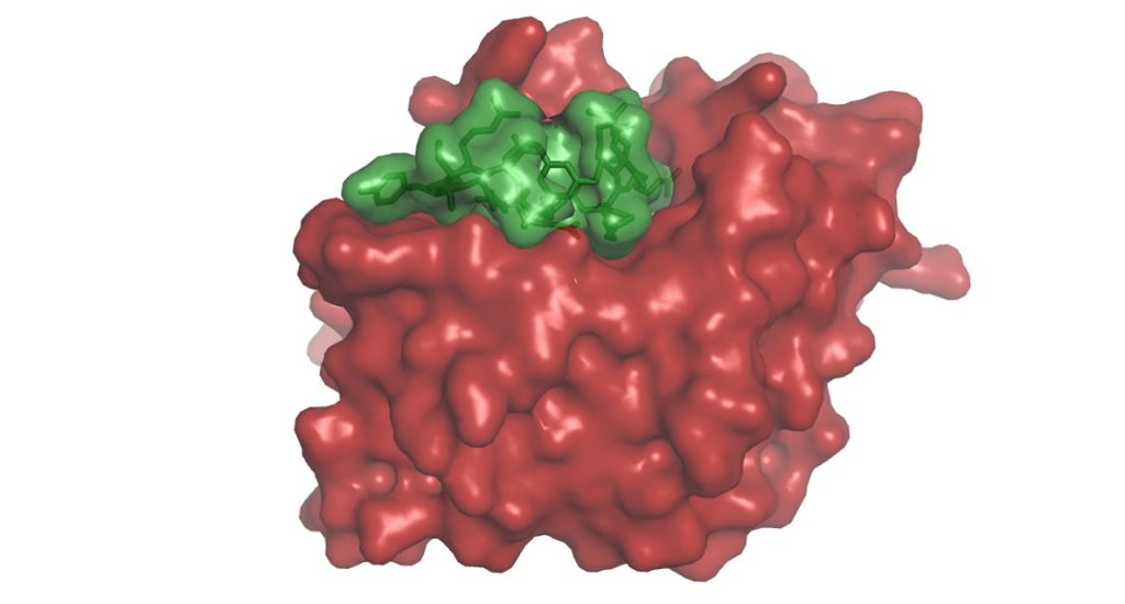 Table of Content graphics for cyclic and macrocyclic peptides as chemical tools to probe PPIs