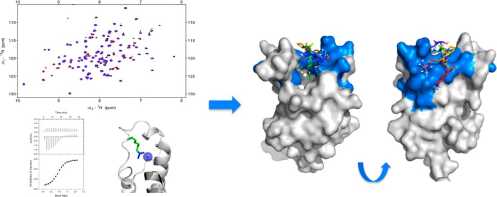 Graphic for elucidating binding hotspots of the BAZ2B bromodomain:histone interaction