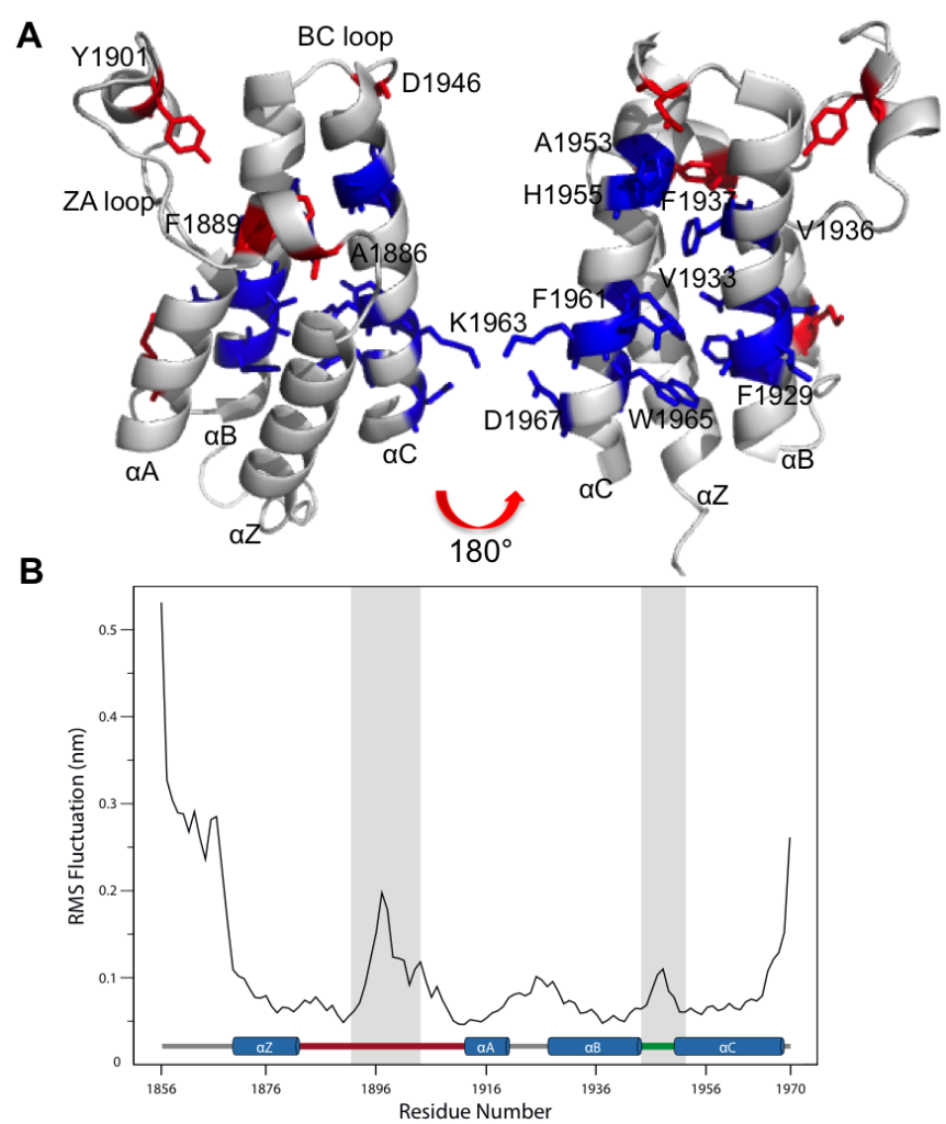 Figure 4. Dynamics of the BAZ2B bromodomain