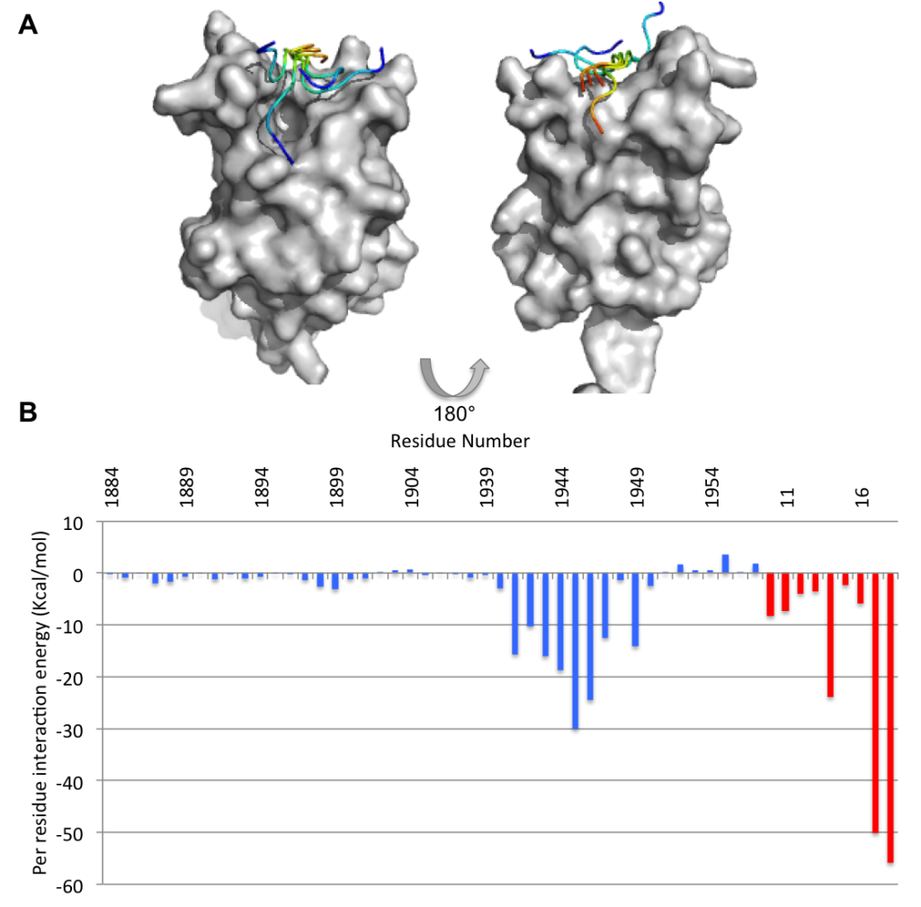 Figure 8. Results of HADDOCK docking