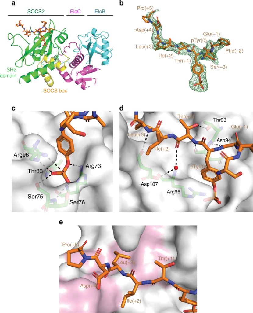 Figure 1. Structural and interaction detail of the SBC-EpoR co-crystal