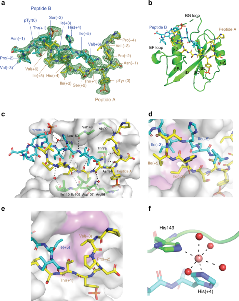 Figure 2. Structural and interaction detail of the SBC-GHR co-crystal structure