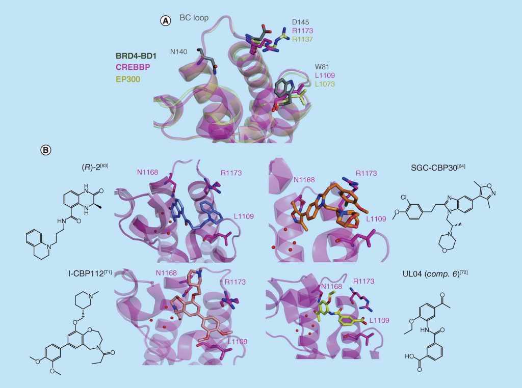 Figure 3.CREBBP/EP300 bromodomain
