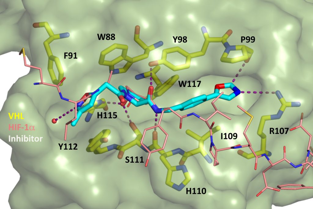 Figure 1. Crystal structure of first-generation inhibitor designed to disrupt the VHL-HIF interaction
