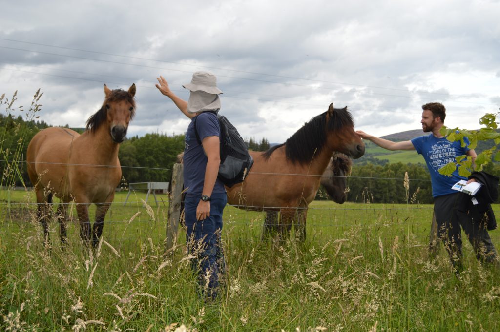 Horses in a field at away day