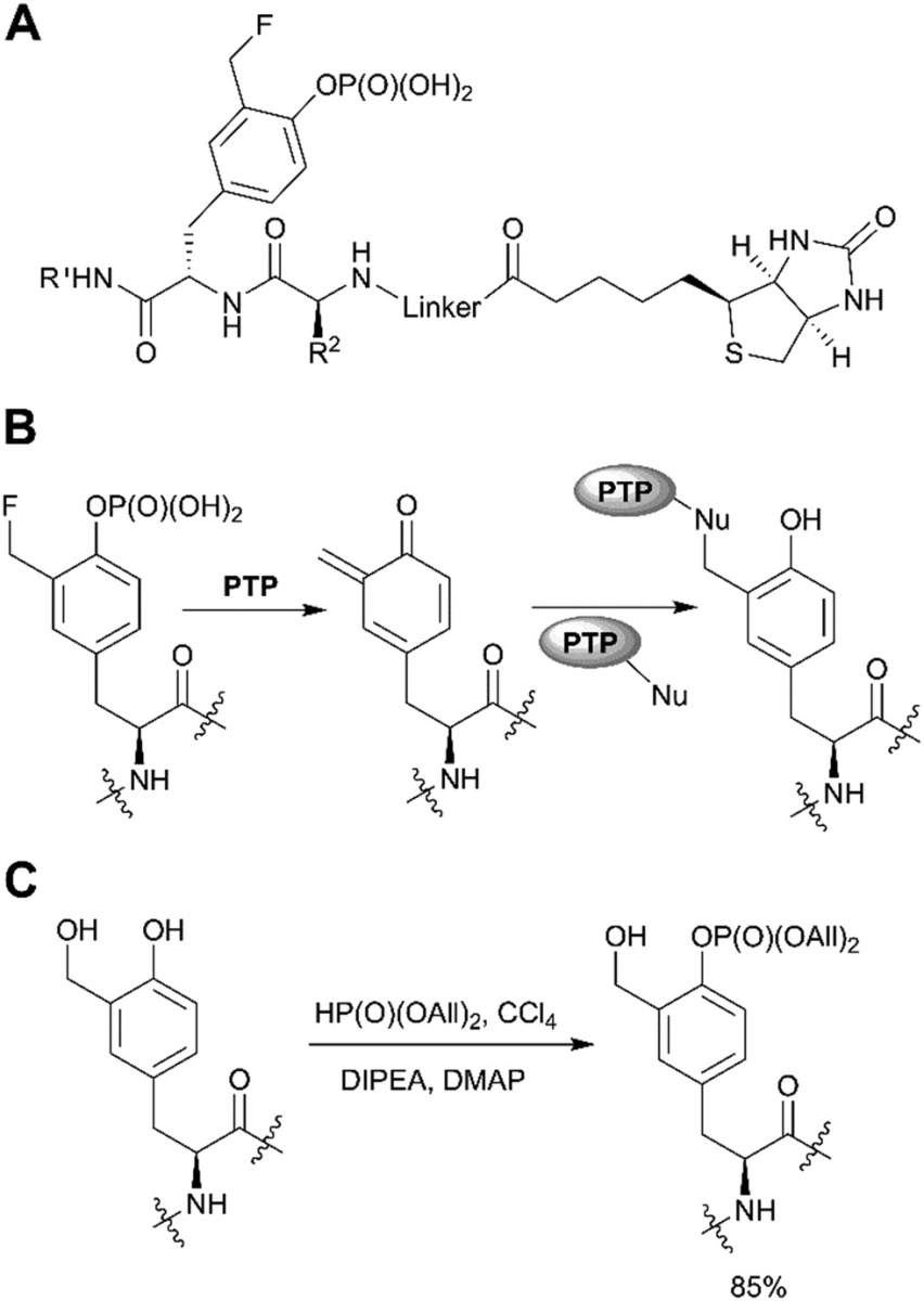 Fig. 6 Aminophosphoryl chloride approach in phosphotyrosine synthesis.