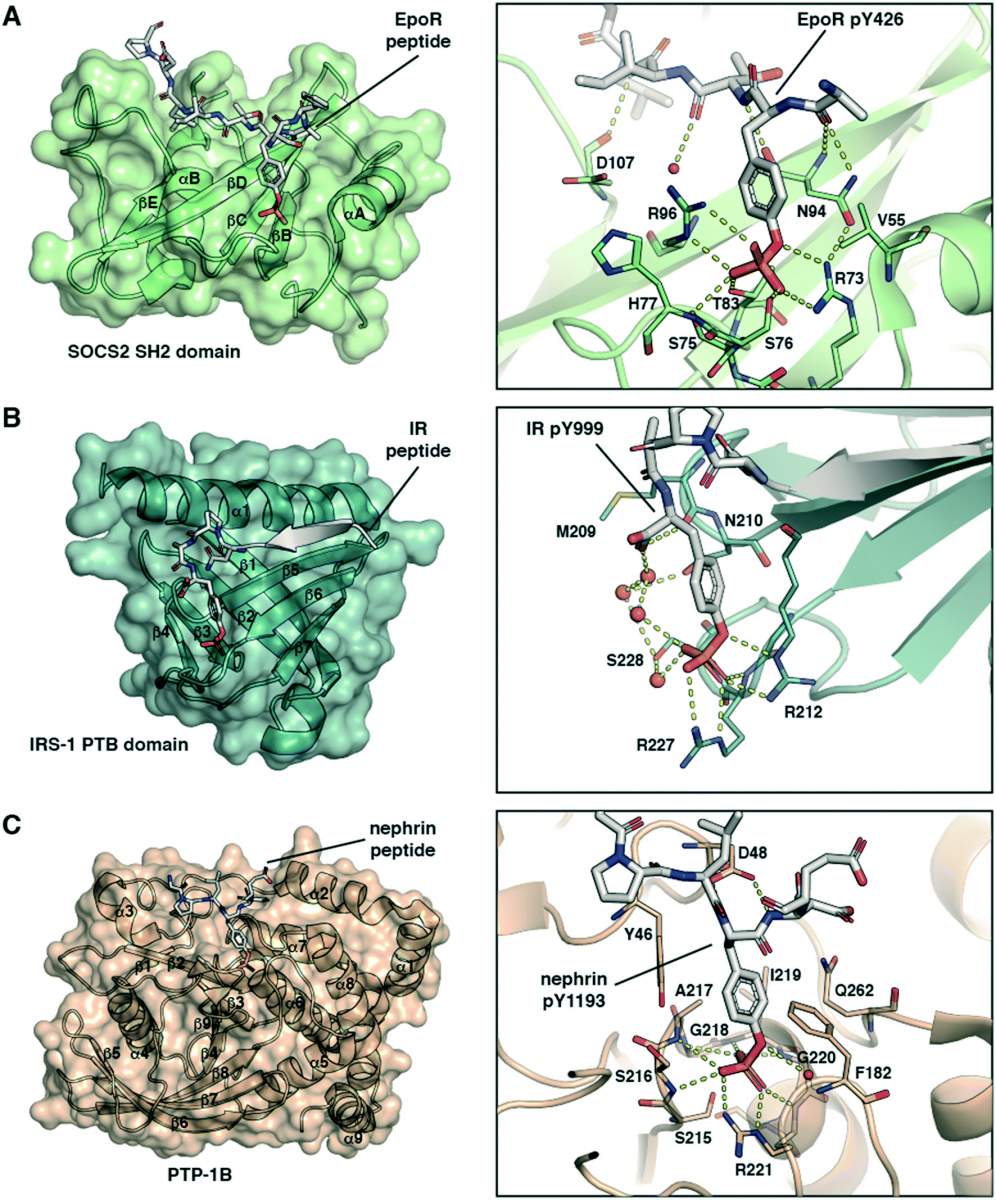 Fig. 1 Structural basis of molecular recognition specificity of pY-reader domain interactions.