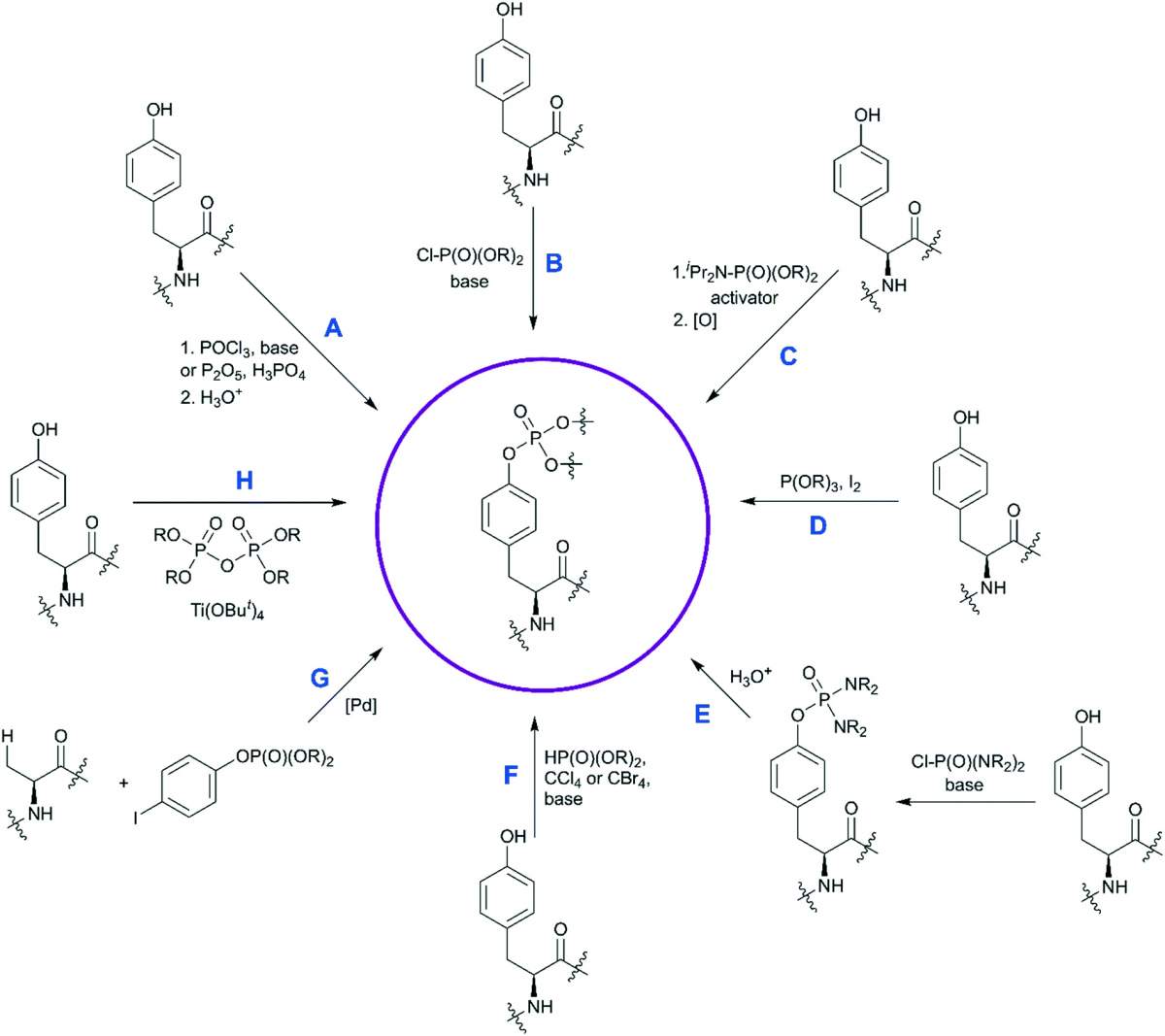 Scheme 1 Synthetic strategies for the synthesis of phosphotyrosine. Available methods to synthesize a pY building block are shown