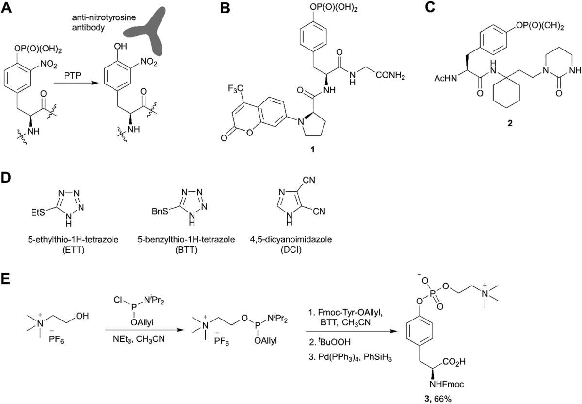 Fig. 4 Recent applications and advances in the phosphoramidite approach