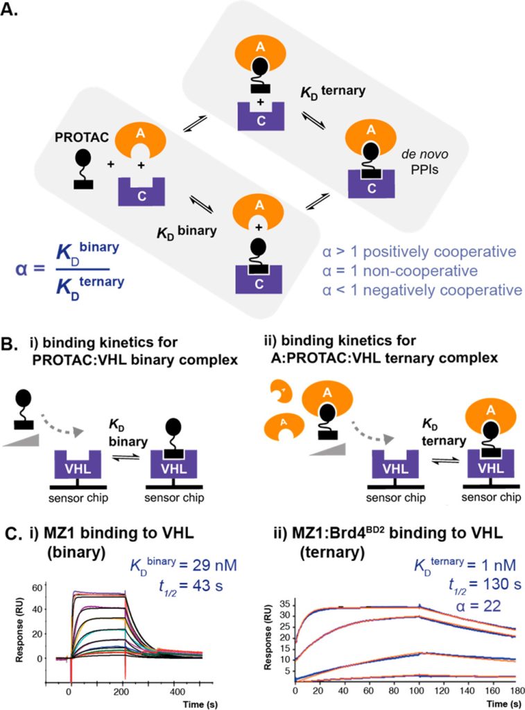 Figure 1. Schematic and binding data illustrating our SPR approach for measuring binding kinetics and determining cooperativity (α) for PROTAC binary and ternary complex formation