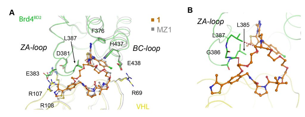 Figure 3. Crystal structure of ternary complex VHL:1:Brd4BD2
