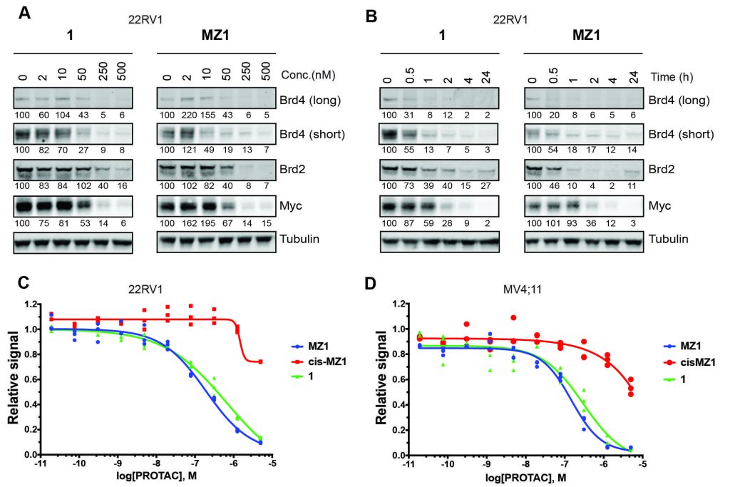 Figure 4. Cellular activity of macroPROTAC‐1.