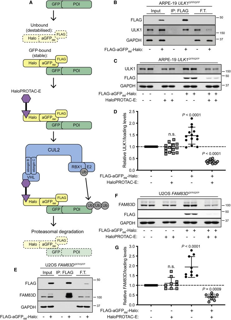 Figure 1. GFP-ULK1 and FAM83D-GFP Are Degraded with HaloPROTAC-E in Cells Expressing FLAG-aGFP6M-Halo