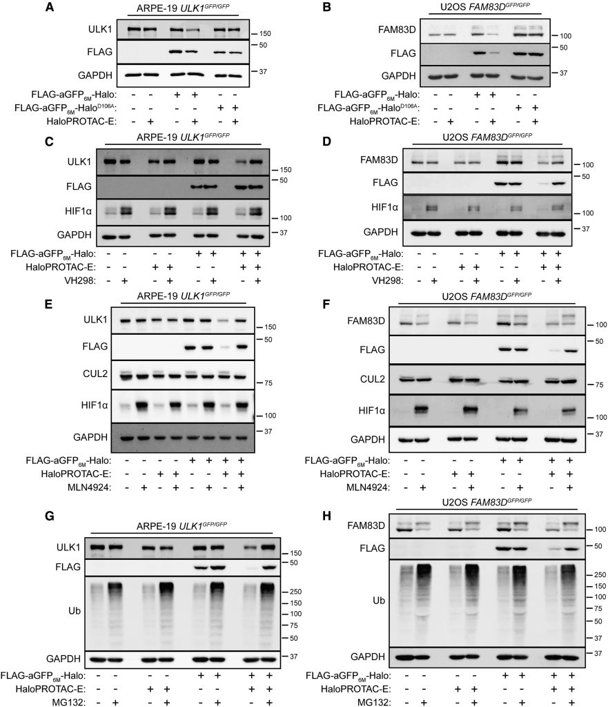 Figure 2. Characterization of HaloPROTAC-E L-AdPROM-Mediated GFP-ULK1 and FAM83D-GFP Degradation