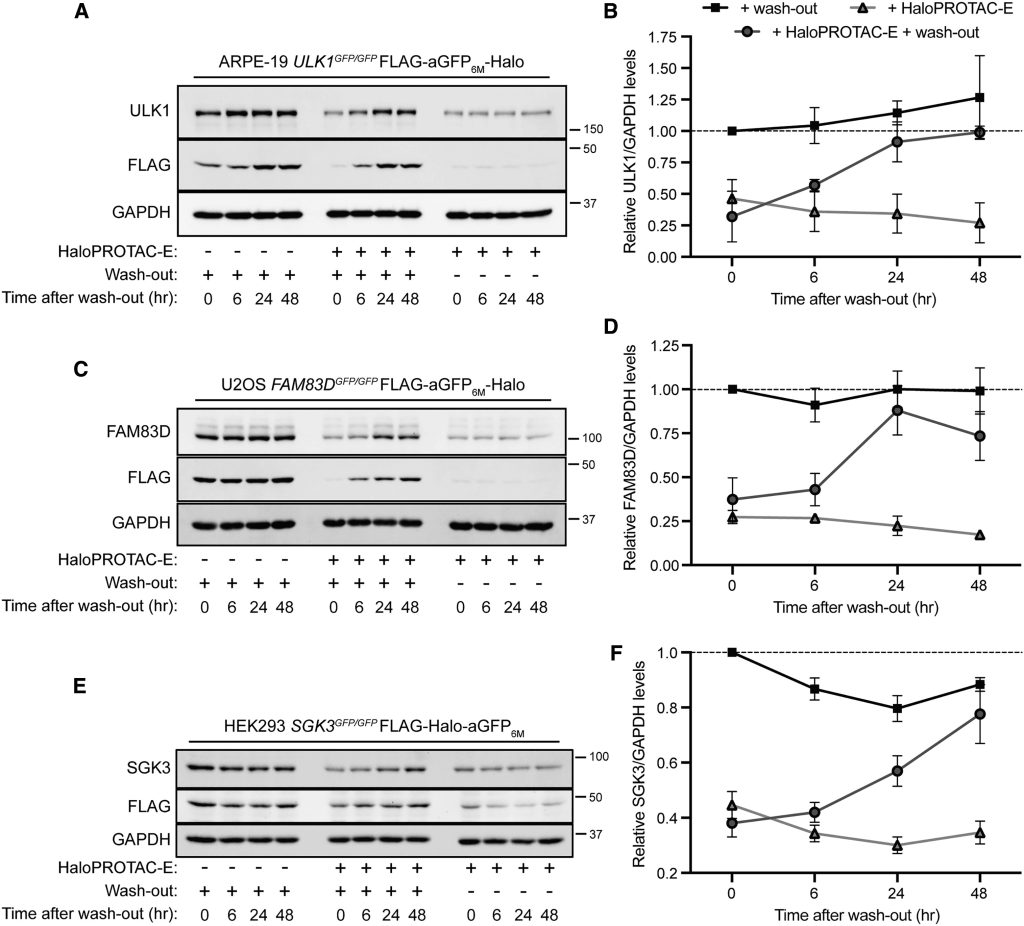 Figure 4. HaloPROTAC-E L-AdPROM-mediated GFP-ULK1, FAM83D-GFP, and SGK3-GFP Degradation Is Reversible