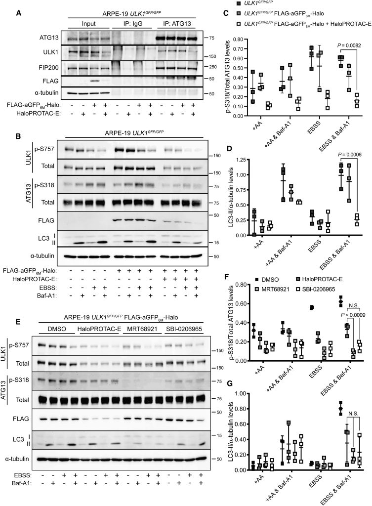 Figure 5. HaloPROTAC-E L-AdPROM-mediated GFP-ULK1 Degradation Inhibits Starvation-Induced Autophagy