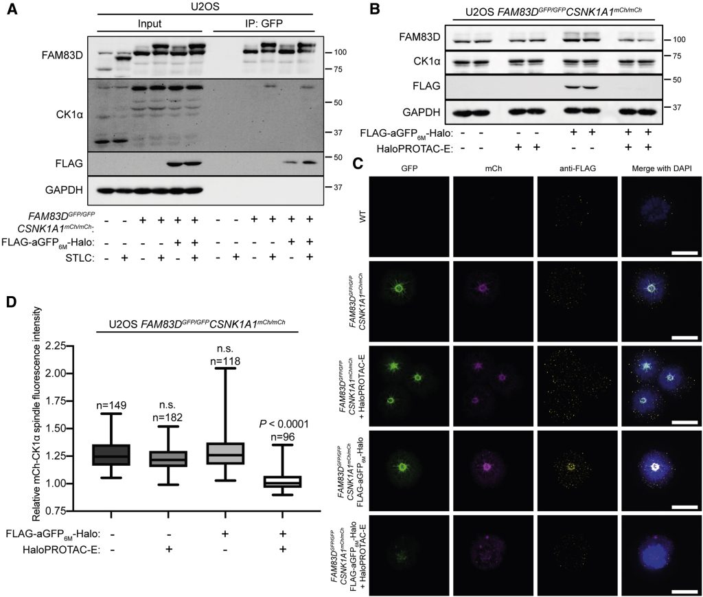Figure 6. HaloPROTAC-E L-AdPROM-Mediated FAM83D-GFP Degradation Prevents CK1α Recruitment to the Mitotic Spindle during Mitosis