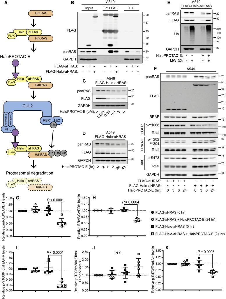 Figure 7. Untagged Endogenous RAS Proteins Are Degraded with HaloPROTAC-E in Cells Expressing FLAG-Halo-aHRAS