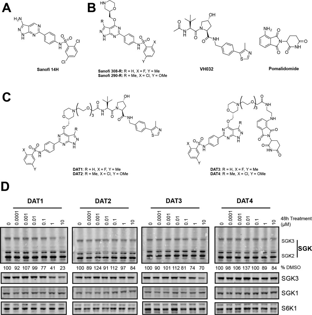 Figure 1. Design and cellular activity of first generation SGK3 PROTACs.