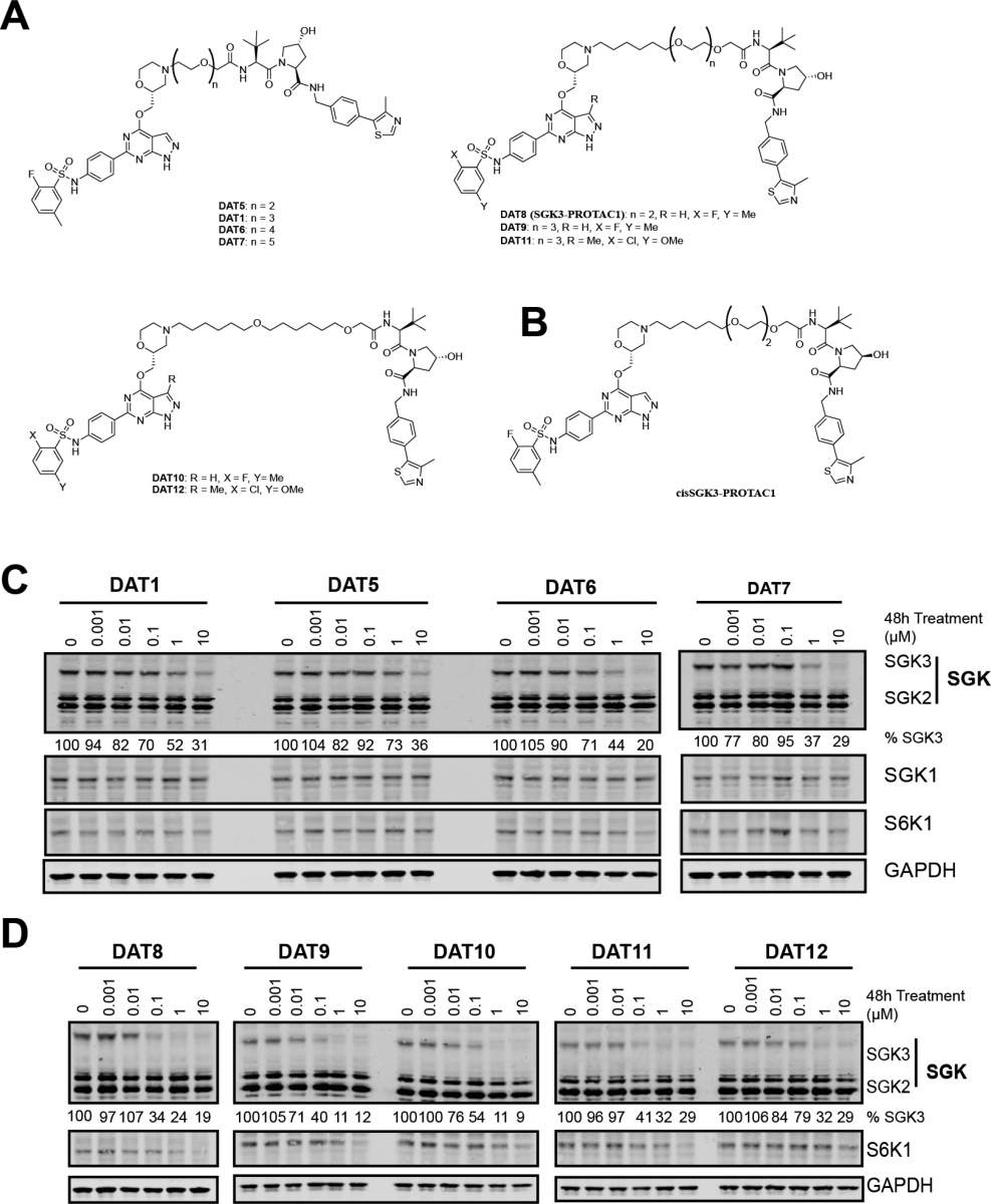 Figure 2. Design and cellular evaluation of second and third generation SGK PROTACs