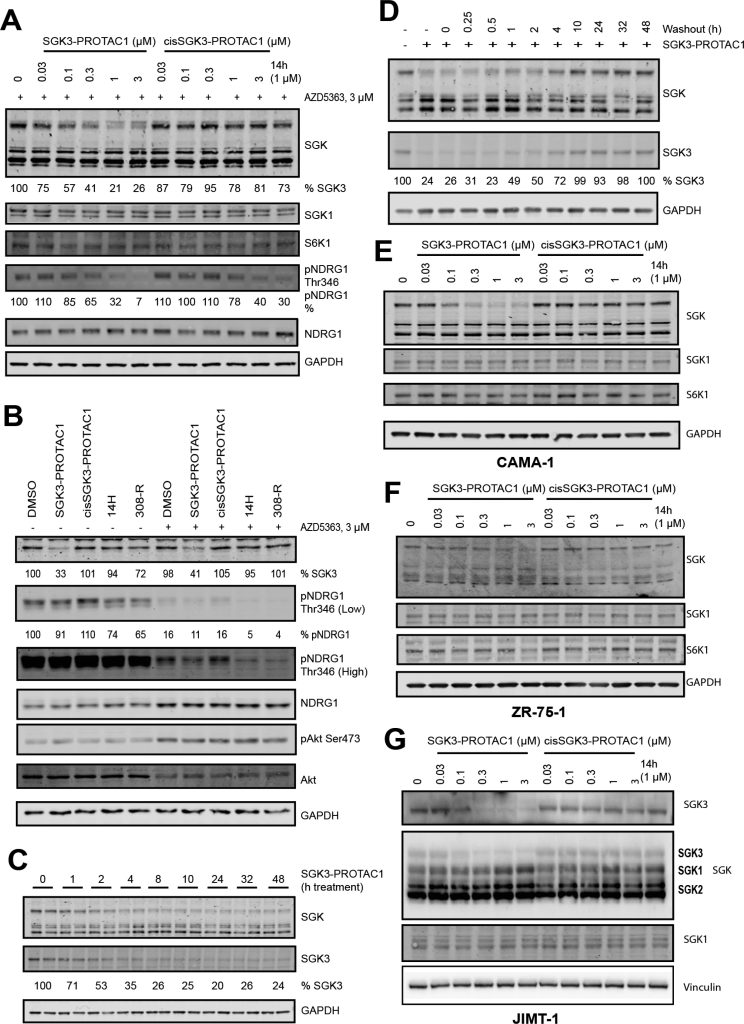 Figure 3. Characterization of cellular activities of SGK3-PROTAC1 and cisSGK3-PROTAC1