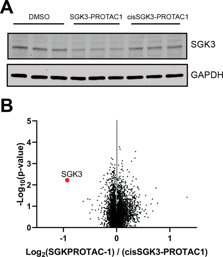 Figure 4. TMT proteomic analysis of HEK293 cells treated with SGK3-PROTAC1.
