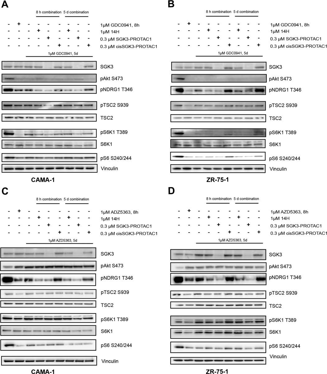 Figure 5. SGK3-PROTAC1-mediated degradation of SGK3 inhibits Akt-independent activation of mTORC1 in cancer cell lines treated with Akt or PI3K inhibitors