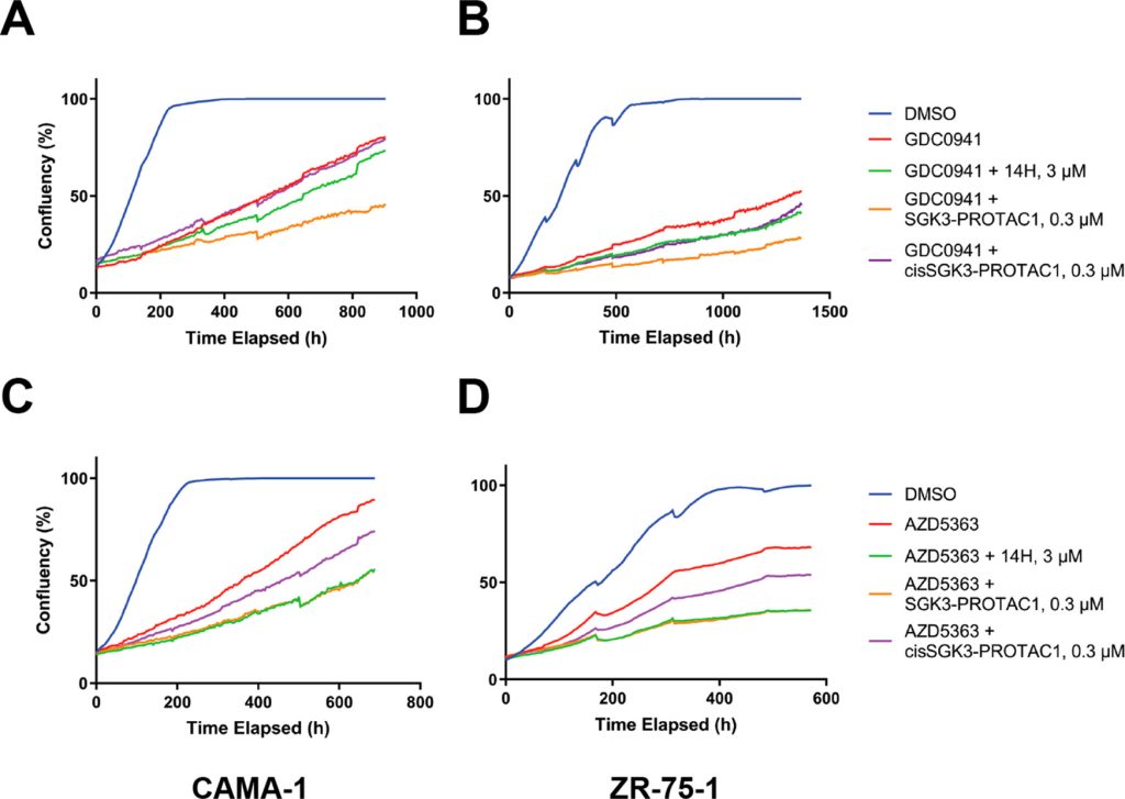 Figure 6. SGK3-PROTAC1-mediated degradation of SGK3 further inhibiting the growth of cancer cell lines treated with PI3K-Akt pathway inhibitors