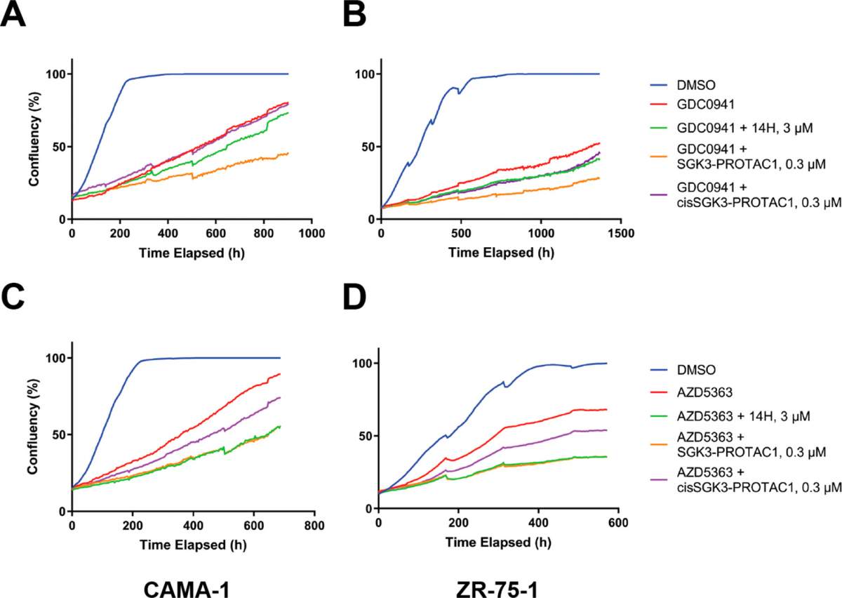Figure 6. SGK3-PROTAC1-mediated degradation of SGK3 further inhibiting the growth of cancer cell lines treated with PI3K-Akt pathway inhibitors