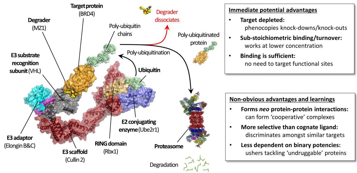 Figure 2.1 Mechanism of degrader-mediated mode of action and consequential advantages over occupancy-based target blockade