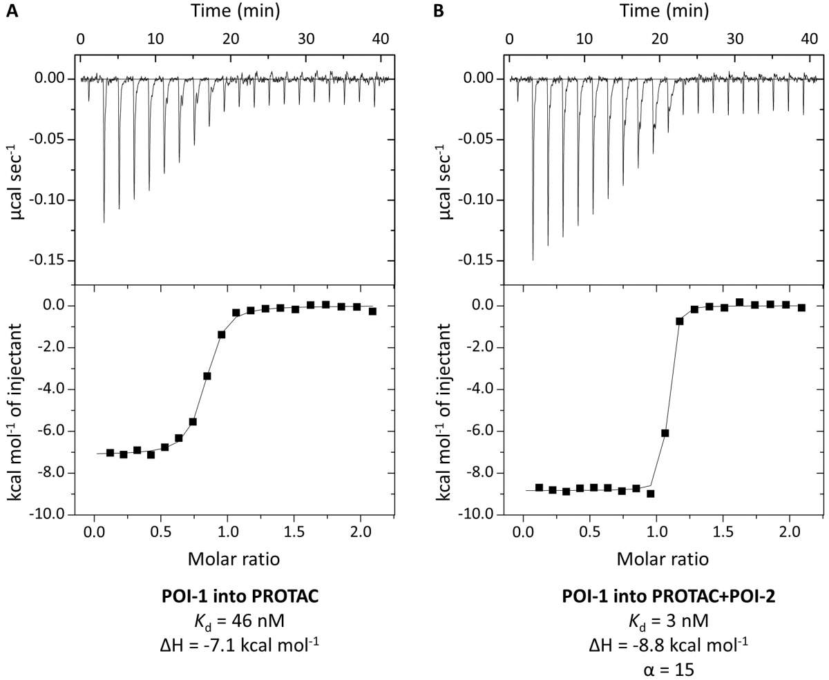 Figure 2.11 Illustrative results from a reversed ITC titration set-up to monitor binary and ternary complexes and measure cooperativity