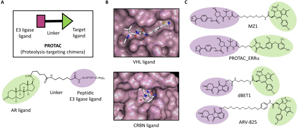 Figure 2.2 Milestones of PROTAC development